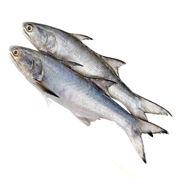 সামুদ্রিক ইন্ডিয়া স্যালমন / ত্যাইলা