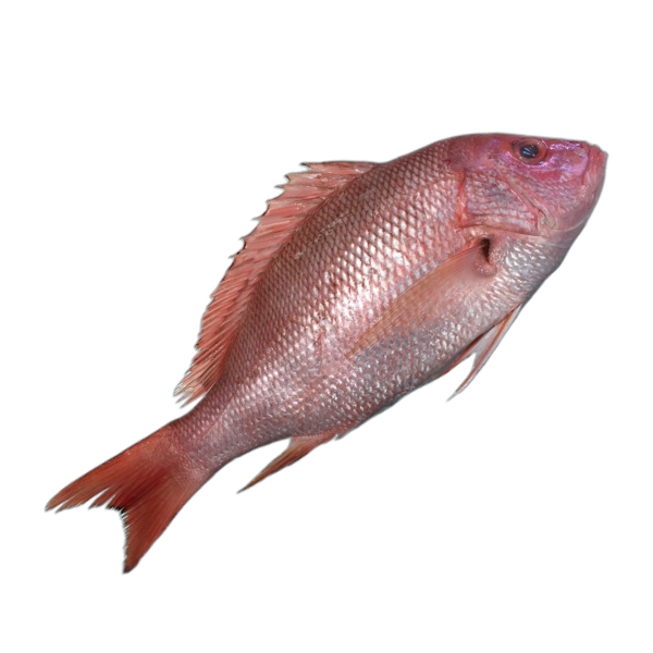 সামুদ্রিক দেশী লাল কোরাল