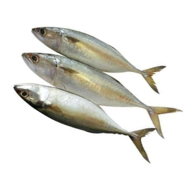 সামুদ্রিক আইলা/ ম্যাকারেল